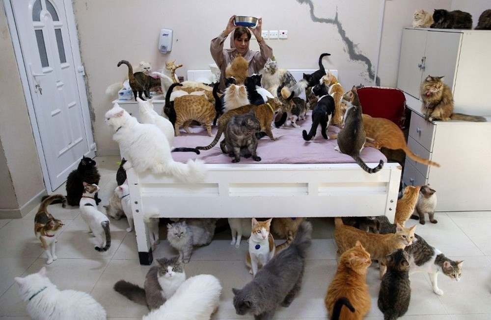 Evinde 480 kedi ve 12 köpek besliyor
