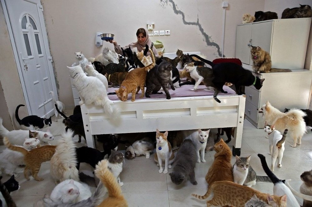 Evinde 480 kedi ve 12 köpek besliyor