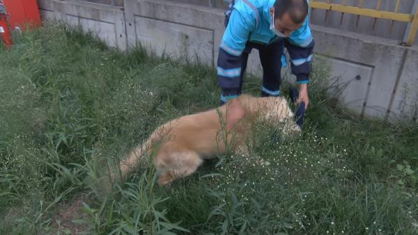 Afetlerin kahramanı köpekler nasıl eğitiliyor?