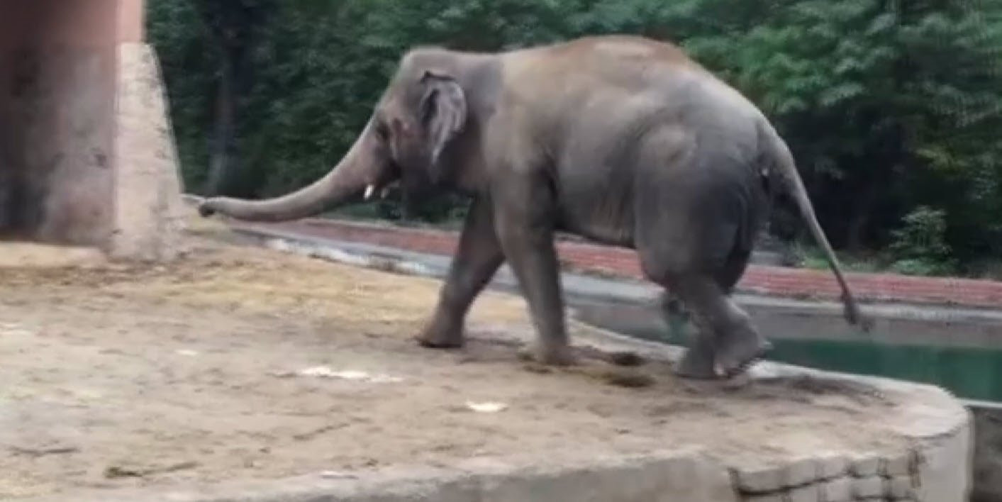 İşte dünyanın en yalnız fili ''Kaavan''