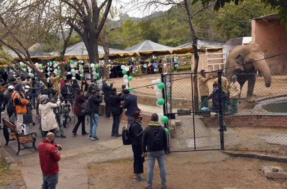 İşte dünyanın en yalnız fili ''Kaavan''
