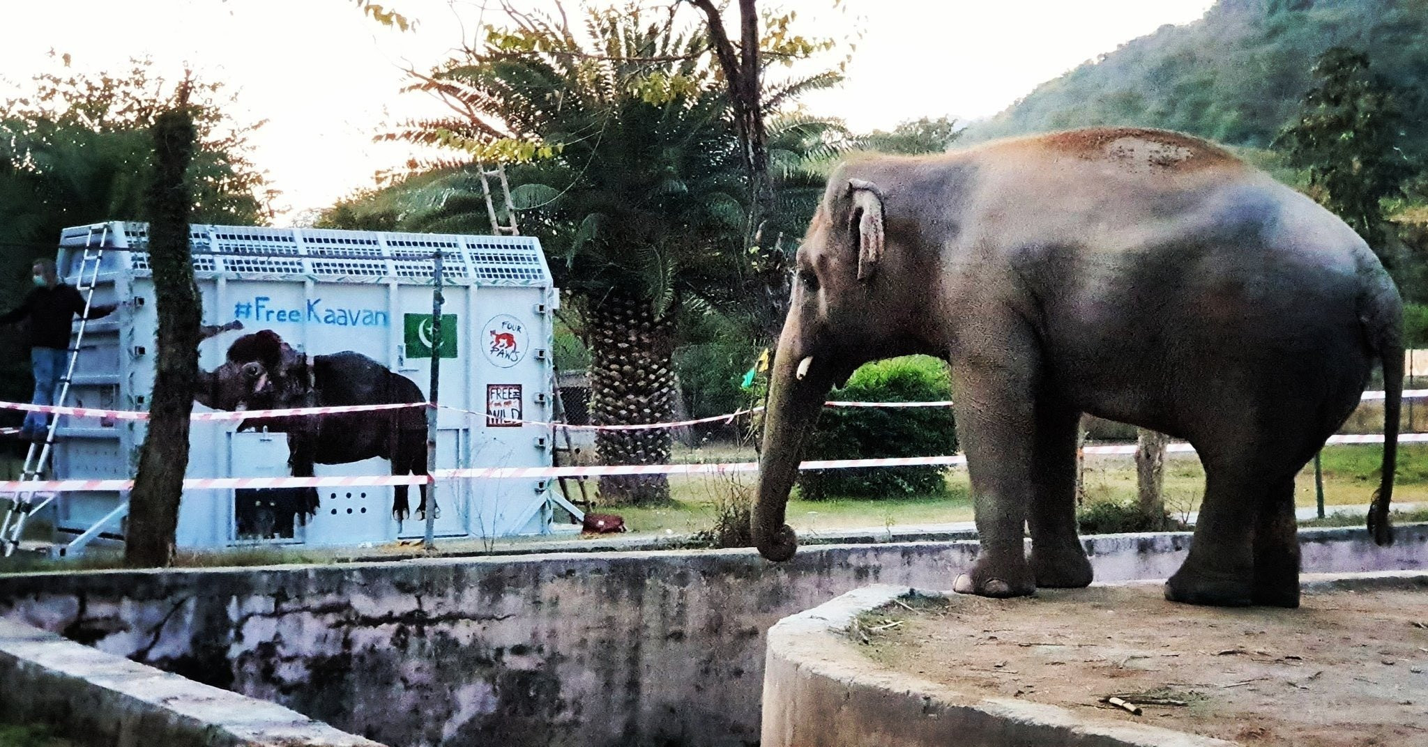 İşte dünyanın en yalnız fili ''Kaavan''