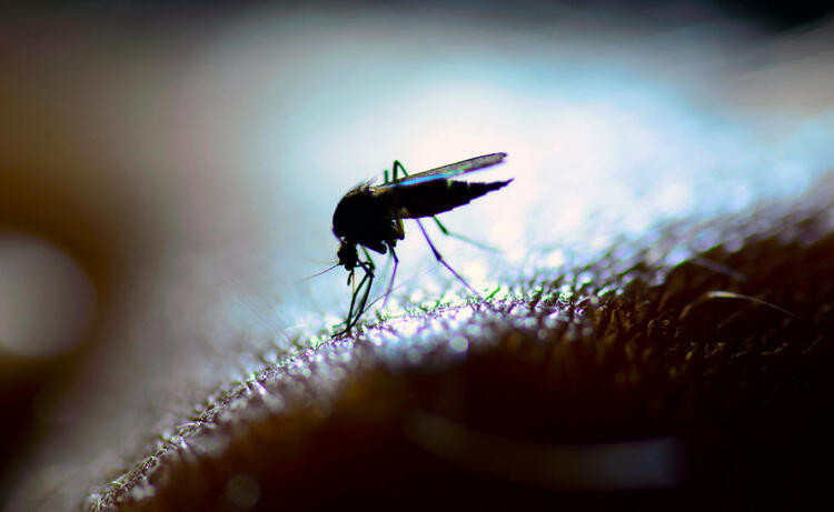 Dünyayı bekleyen tehlike: Sivrisinekler milyonlarca insanın kabusu olabilir - Resim: 1