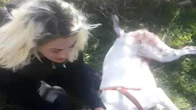 Vicdansızlar! Tüfekle vurulan köpeğini görünce sinir krizi geçirdi