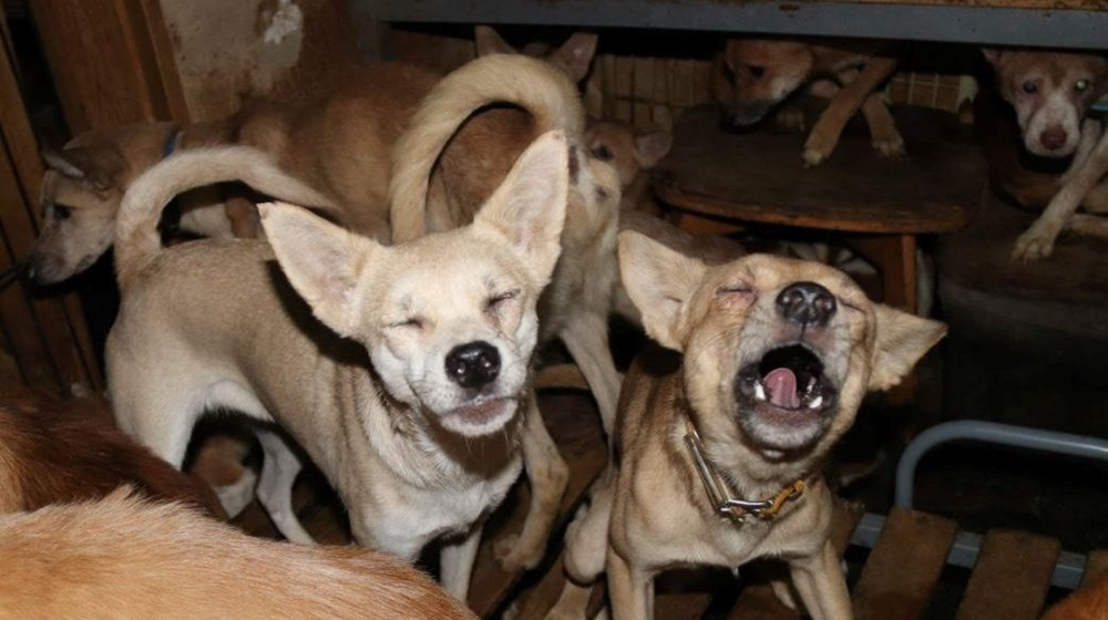 Küçücük evden 164 köpek çıktı! - Resim: 2