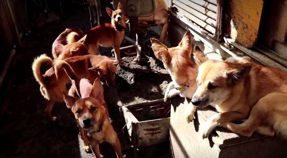 Küçücük evden 164 köpek çıktı! - Resim: 3