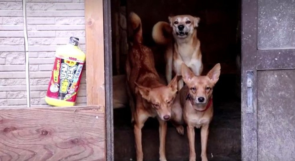 Küçücük evden 164 köpek çıktı! - Resim: 4