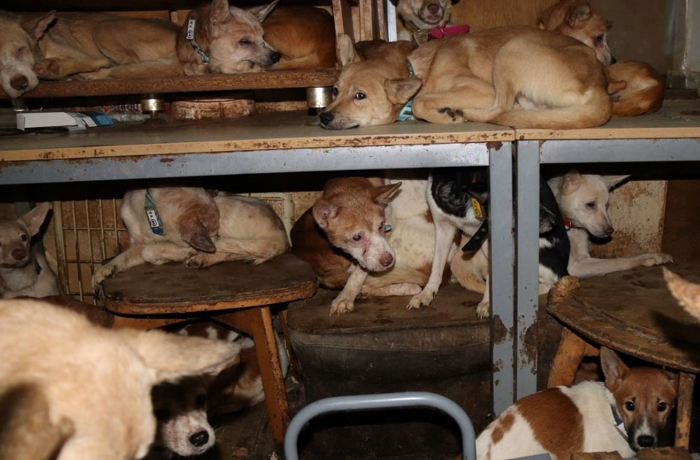 Küçücük evden 164 köpek çıktı!