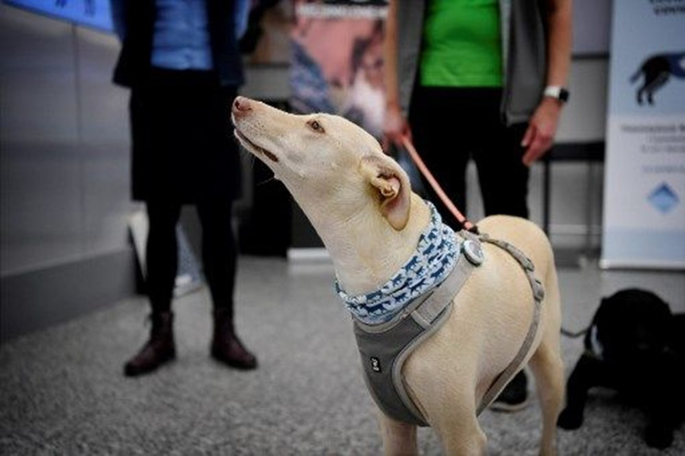 Köpekler, koronavirüs tespitinde testlerden daha başarılı