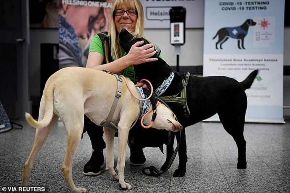 Köpekler, koronavirüs tespitinde testlerden daha başarılı