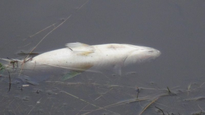 Silivri'deki toplu balık ölümleri korku saçıyor - Resim: 1