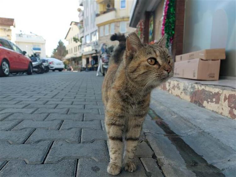 Muğla'da satanist paniği! Çok sayıda kedi kayboldu