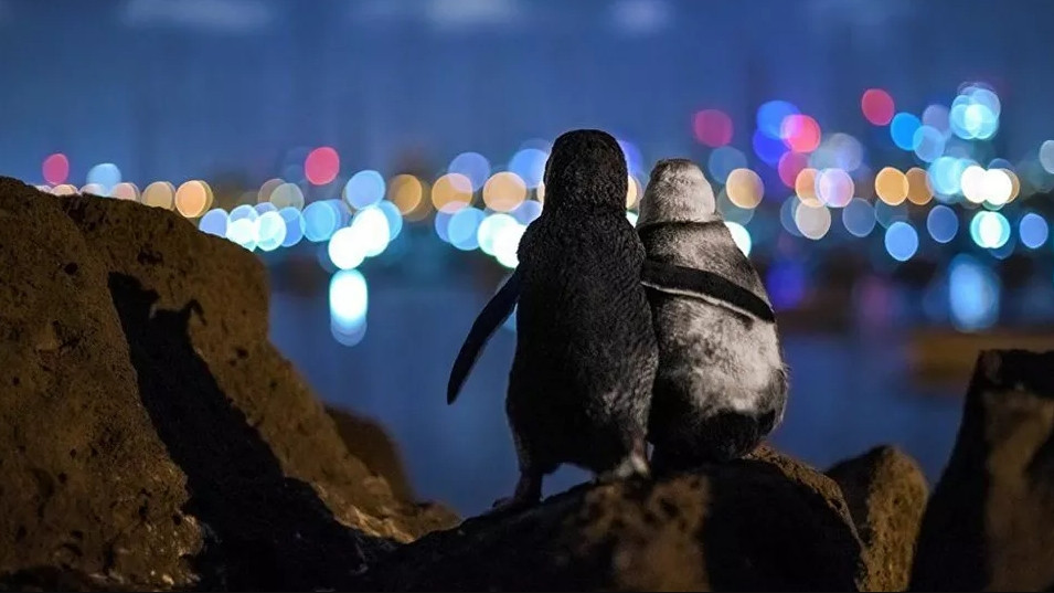Birbirini teselli eden ''iki dul penguenin fotoğrafı'' ödül getirdi
