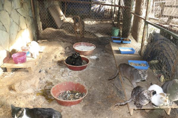 Medyumun evine baskın! Kedi ve köpeklere el konuldu - Resim: 3
