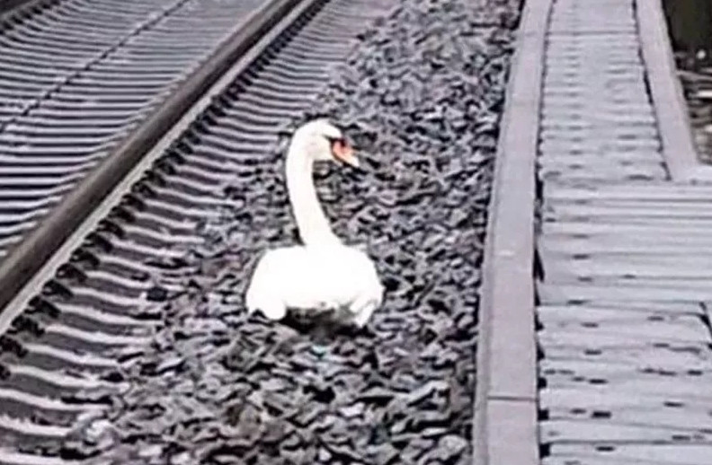 Eşinin yasını tutan kuğu trafiği felç etti