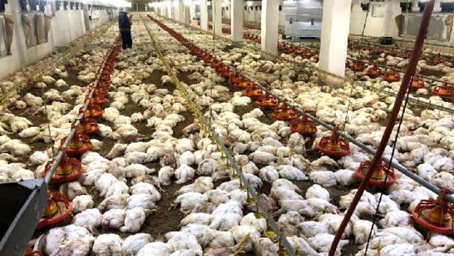 Çiftlikteki 20 bin tavuk telef oldu