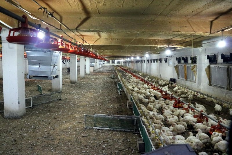 Zonguldak'ta 20 bin tavuk telef oldu!  - Resim: 1