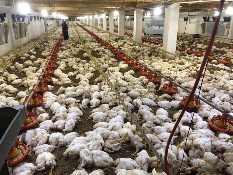 Zonguldak'ta 20 bin tavuk telef oldu! 