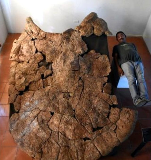 7 milyon yıllık dev kaplumbağa fosili bulundu - Resim : 1