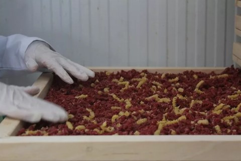 Tek amacı çocuklarına sebze yedirmekti... Girişimci oldu ! - Resim: 1