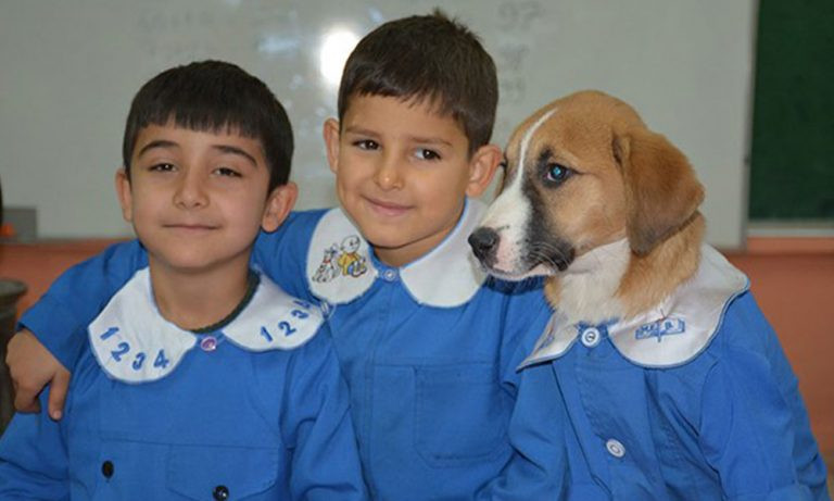 Türkiye onları konuşuyor: Fındık köpek, okula başladı!