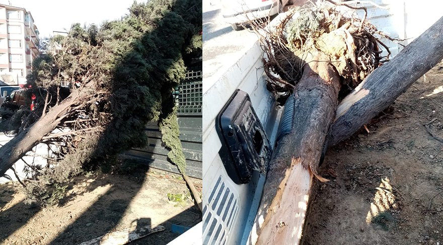Güngören Belediyesi'nden ağaç katliamı