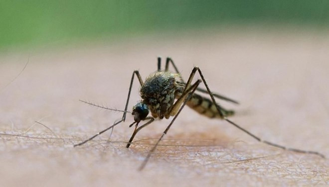 Dünya Sağlık Örgütü açıkladı: Sivrisineklerden koronavirüs bulaşır mı ? 