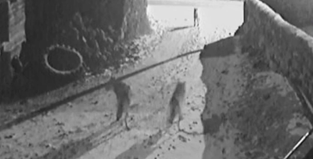 Köpeğe saldıran iki kurt neye uğradığını şaşırdı