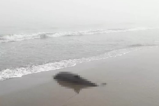 Ölü yunus kıyıya vurmuş halde bulundu