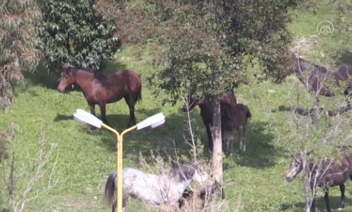 İzmir'de sokakları atlar doldurdu