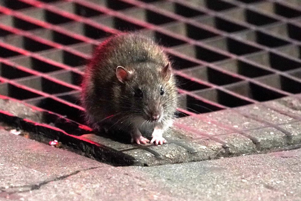 ABD'yi koronavirüsten sonra fareler de tehdit ediyor - Resim: 2