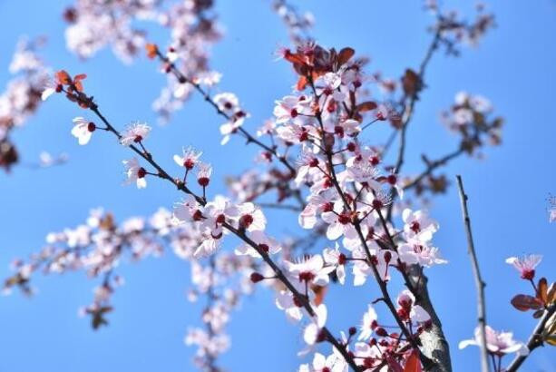 Önce yağmur ardından bahar! Koronavirüs günlerinde bahar geliyor
