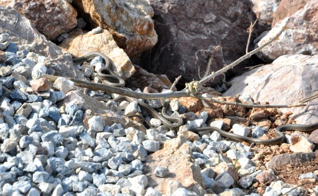 suru halindeki yilanlar hakkinda