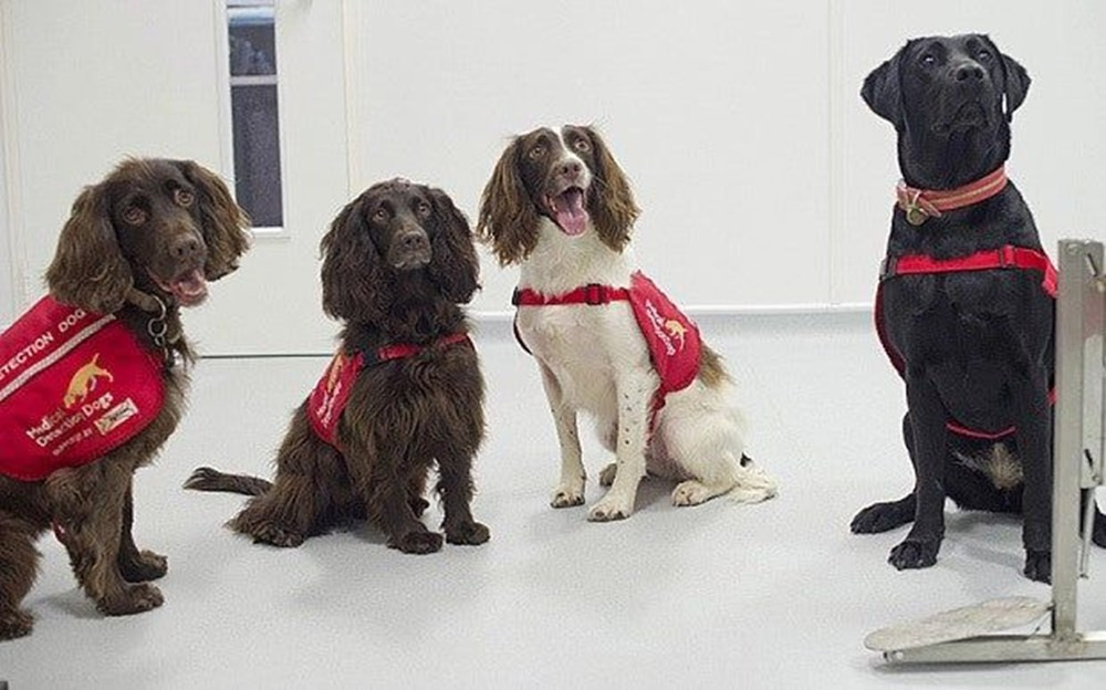 Bu köpekler koronavirüsü yarım saniyede tespit ediyor! Haber3