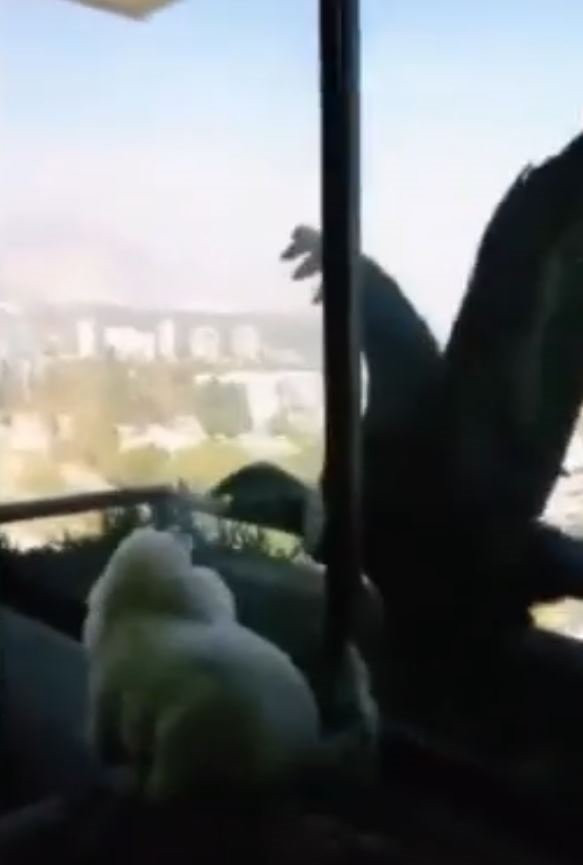 Akbabalar evcil köpeklere üşüştü - Haber3