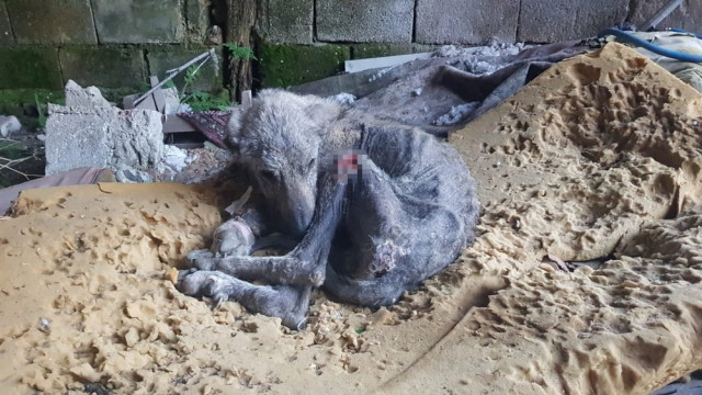 Kangal köpeği açlıktan ölmek üzereyken bulundu