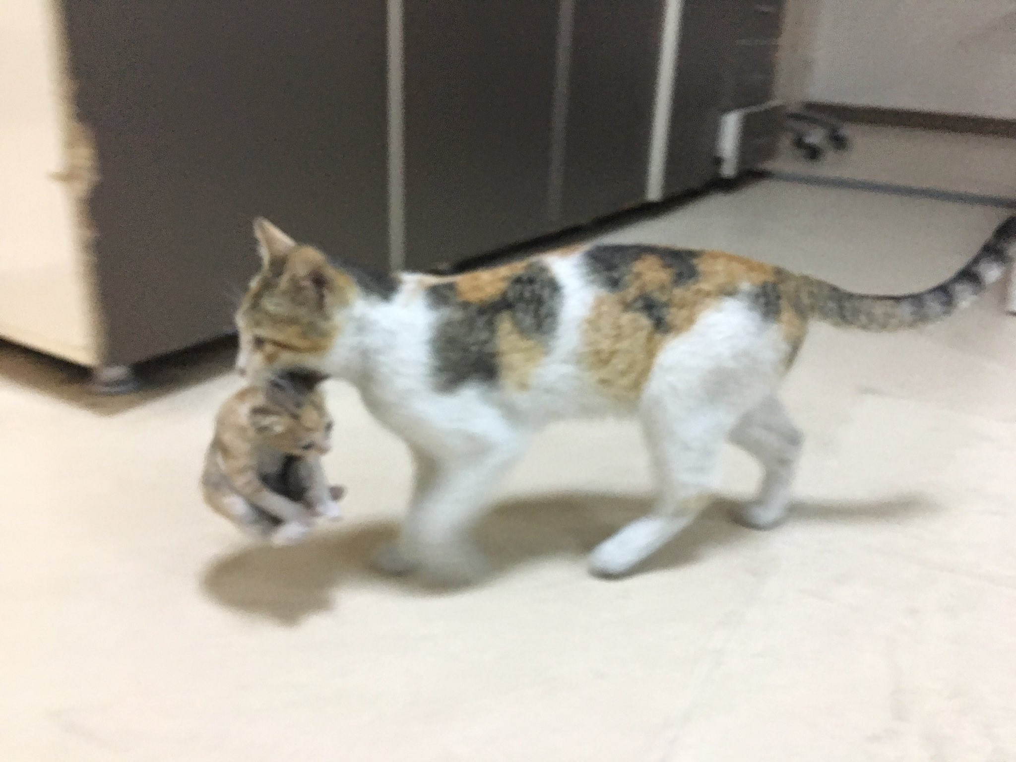 İstanbul'da bir kedi, hasta yavrusunu Acil Servis'e taşıdı!