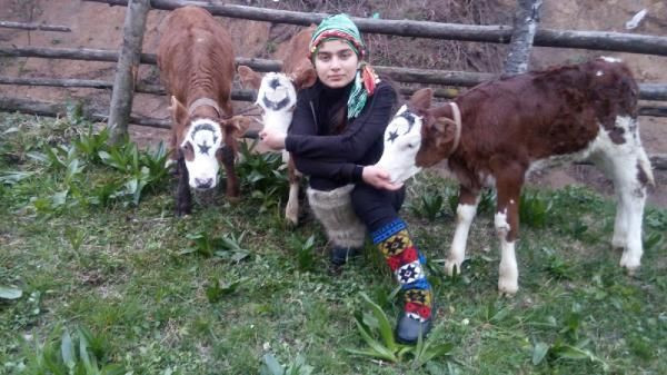 Milli Dayanışma Kampanyası'na 3 buzağı bağışladı