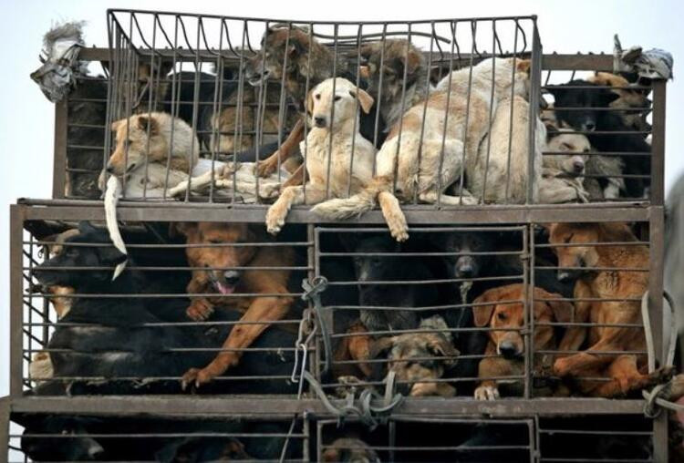 Köpek eti satan restoranın sahibinden şoke eden itiraf