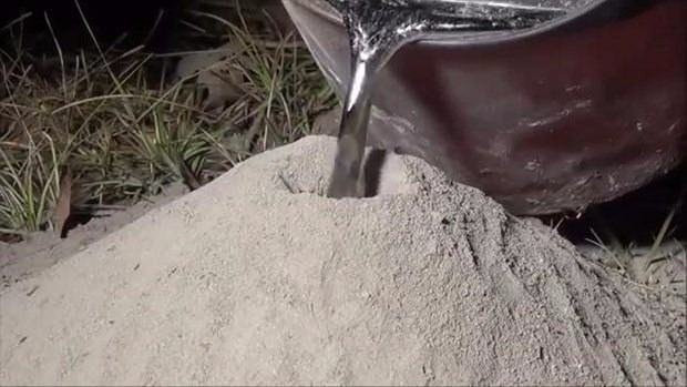 Bilim adamları o görüntülere inanamadı! Karıncaların sırrı ortaya çıktı