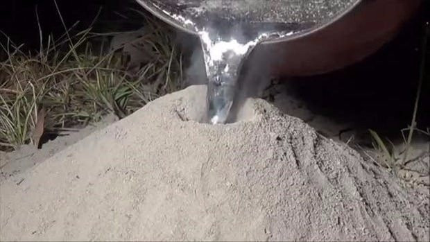 Bilim adamları o görüntülere inanamadı! Karıncaların sırrı ortaya çıktı