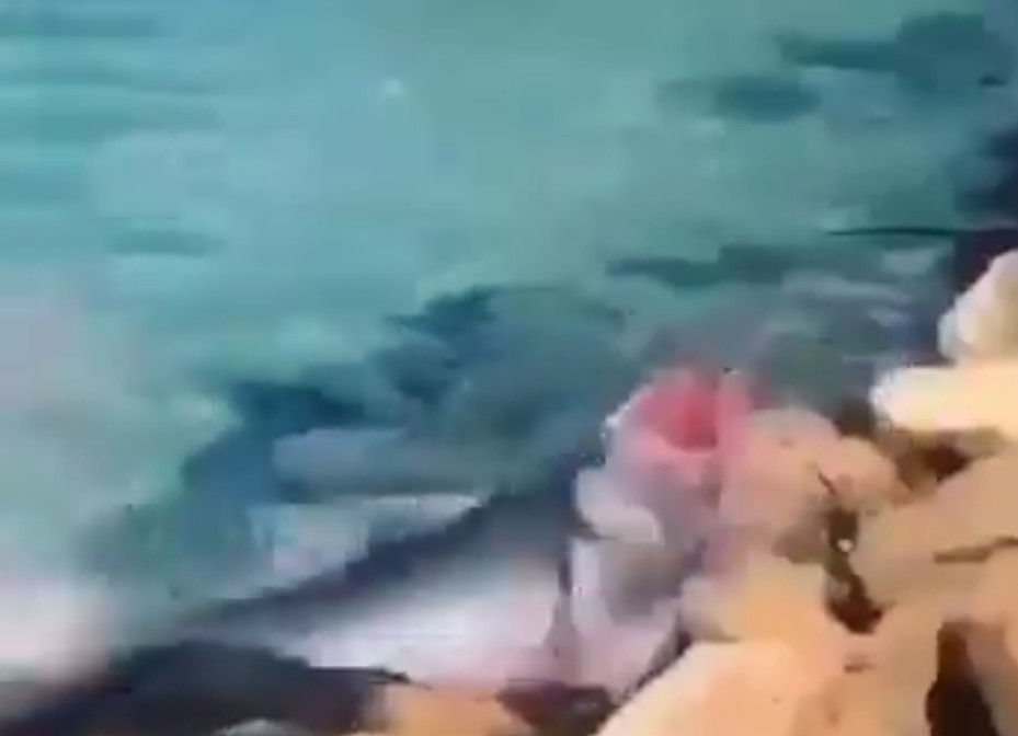 Canavar kamerada! Köpekbalığı kendini karaya fırlattı!