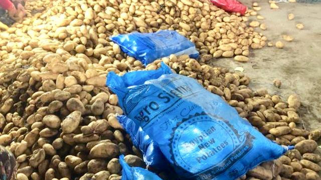CHP'li Gürer: İthal patates yerli üreticiye en büyük kötülük
