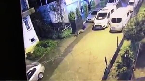 Şehre inen ayı, polisler tarafından böyle kovalandı - Resim: 3