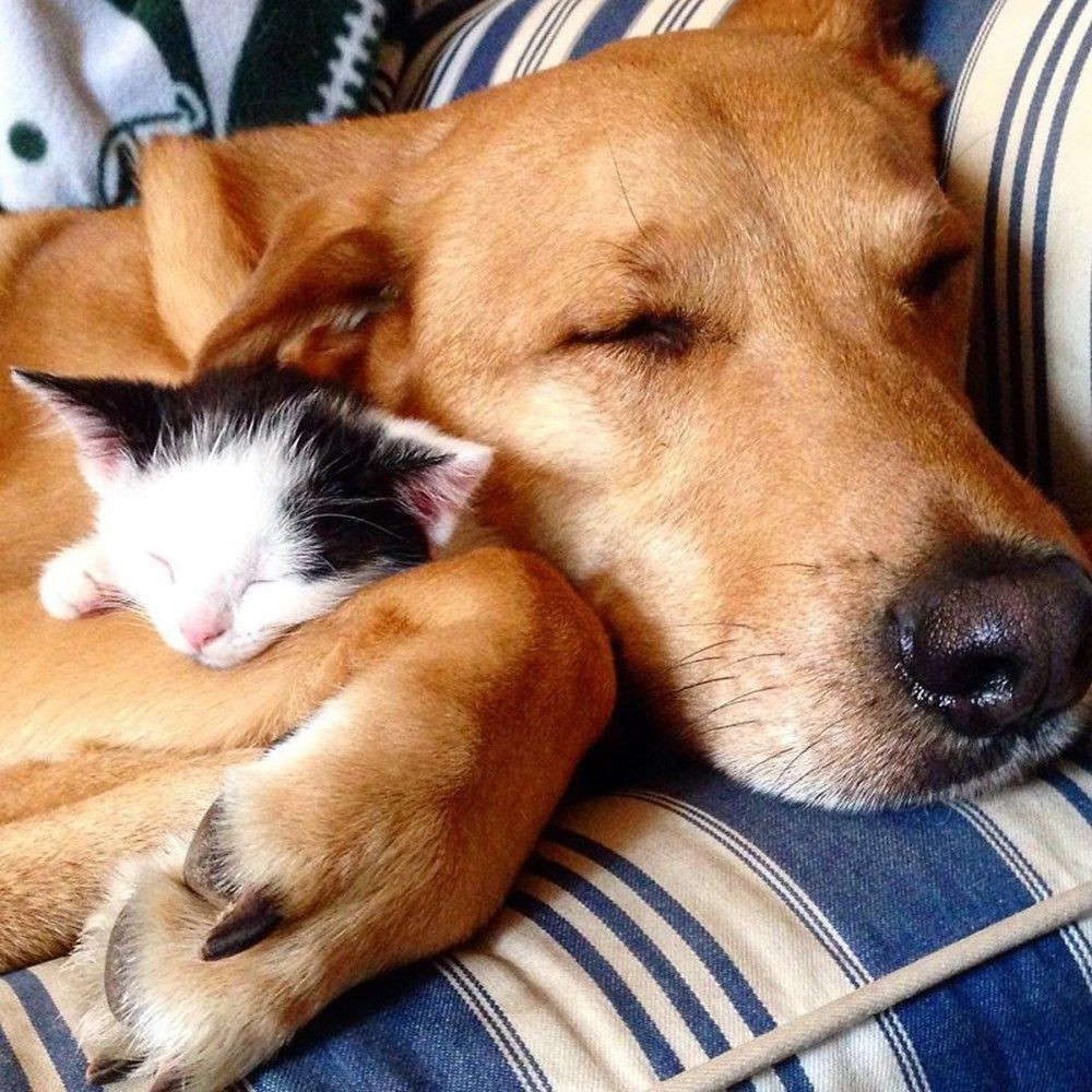 Barınaktaki her bir kediyle özel olarak ilgilenen köpek Haber3
