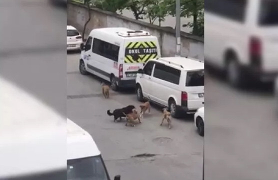 İstanbul'da köpekler kadına saldırdı