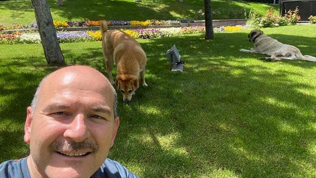 Bakan Soylu, sahiplendiği köpeklerin fotoğraflarını paylaştı