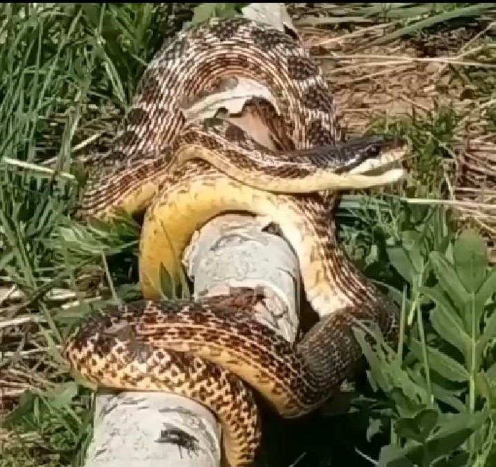 Türkiye'de görülen devasa yılan korku saçtı!
