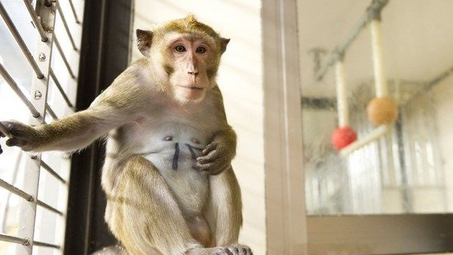 Maymunlar üzerinde yapılan aşı çalışmalarında umut kıran gelişme
