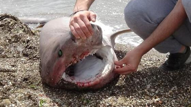 Çanakkale'de dev köpek balığı sahile vurdu